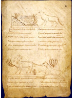 AVIANUS