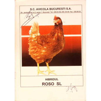 HIBRIDUL ROSO SL