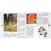 CALENDAR PRACTIC DE GRADINARIT. SEPTEMBRIE-OCTOMBRIE. COPACI SI ARBUSTI