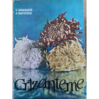 CRIZANTEME