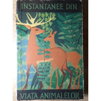 INSTANTANEE DIN VIATA ANIMALELOR