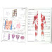 MIC ATLAS DE ANATOMIE