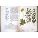 PLANTE MEDICINALE DIN FLORA SPONTANA