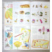 COLECTIA MICULUI NATURALIST VOL.1-4: COPACI SI FRUNZE; VIATA IN GRADINA; VIATA INSECTELOR; FLORI SALBATICE