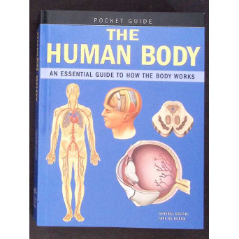 THE HUMAN BODY THE HUMAN BODY