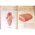 ATLAS DE ANATOMIA OMULUI VOL.2 ORGANE INTERNE ENDOCRINE (IN LB. RUSA)