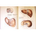 ATLAS DE ANATOMIA OMULUI VOL.2 ORGANE INTERNE ENDOCRINE (IN LB. RUSA)