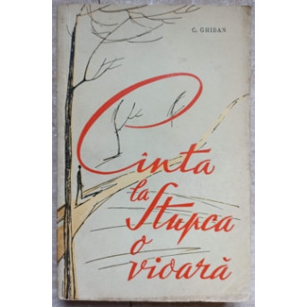 CINTA LA STUPCA O VIOARA