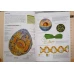 ATLAS DE ANATOMIE