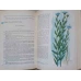 BOTANICA. MANUAL PENTRU CLASA A V-A