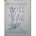 CENTAUREELE ROMANIEI (CENTAUREAE ROMANIAE). MONOGRAPHIE
