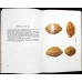 DETERMINATOR POMICOL. SOIURI DE FRUCTE VOL.2 SIMBUROASE, NUCIFERE, APSUNI SI ARBUSTI FRUCTIFERI