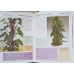 PLANTELE NOASTRE INDRAGITE