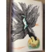 BER-CACIULA. ILUSTRATII DE MARCELA CORDESCU