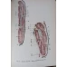 ATLAS PRACTIC DE ANATOMIE VETERINARA. BOS TAURUS, OVIS ARIENS, SUS SCROFA DOMESTICA