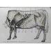 ATLAS PRACTIC DE ANATOMIE VETERINARA. BOS TAURUS, OVIS ARIENS, SUS SCROFA DOMESTICA