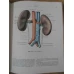 ATLAS DE ANATOMIE UMANA VOL.2 ORGANE INTERNE (IN LIMBA RUSA)