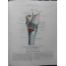 ATLAS DE ANATOMIE UMANA VOL.2 ORGANE INTERNE (IN LIMBA RUSA)