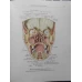 ATLAS DE ANATOMIE UMANA VOL.2 ORGANE INTERNE (IN LIMBA RUSA)