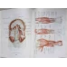 MIC ATLAS DE ANATOMIA OMULUI