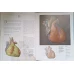 NOU ATLAS DE ANATOMIE UMANA