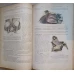 TRAITE D'ANATOMIE HUMAINE VOL.1 OSTEOLOGIE, ARTHROLOGIE, MYOLOGIE