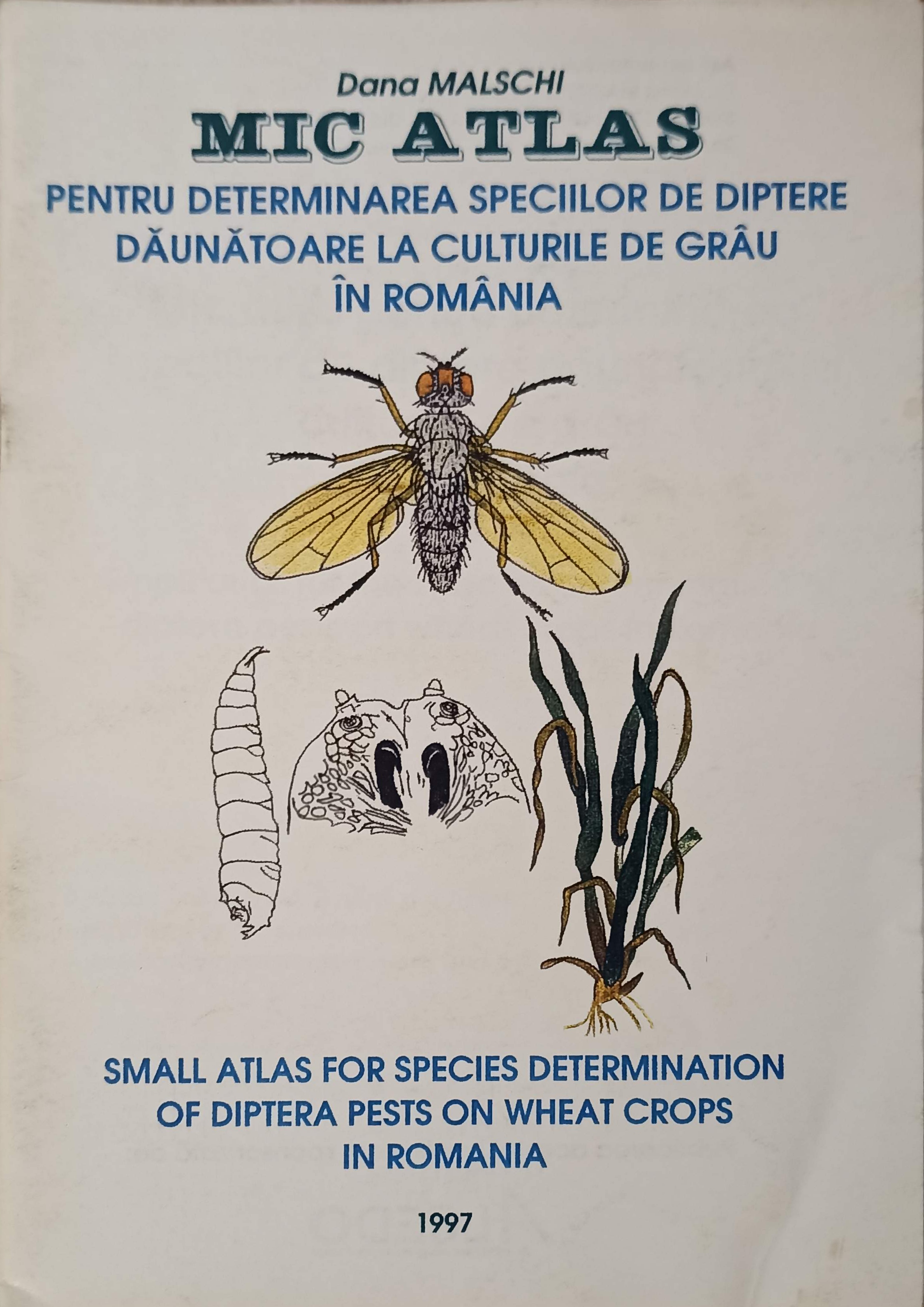 Mic Atlas Pentru Determinarea Speciilor De Diptere Daunatoare La Culturile De Grau Din Romania