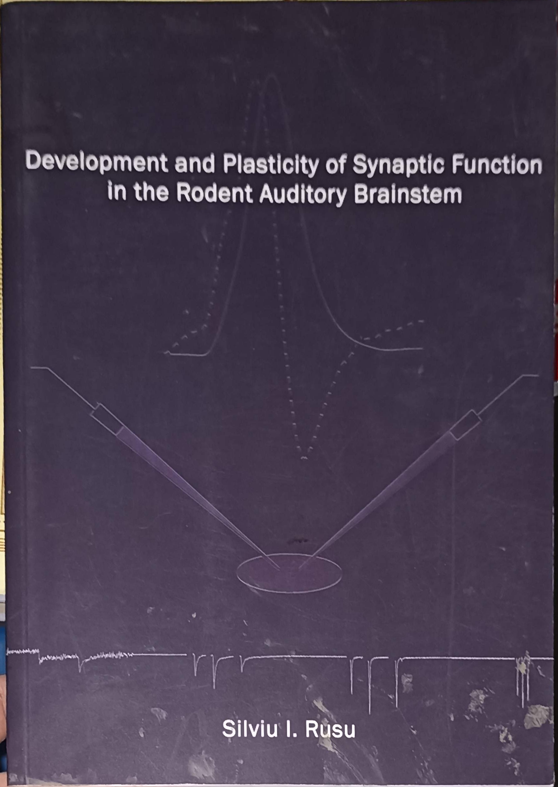 Development And Plasticity Of Synaptic Function At The Rodent Auditory Brainstem